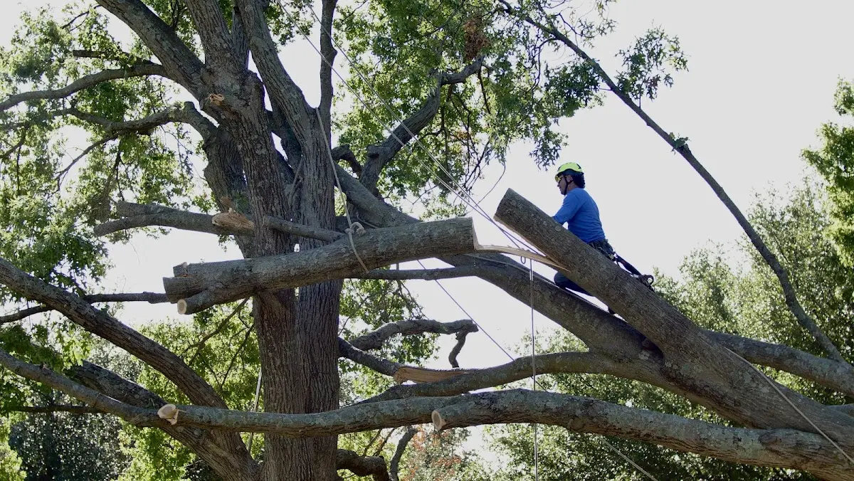 Professional Crown Thinning performed by certified arborists in South Shore